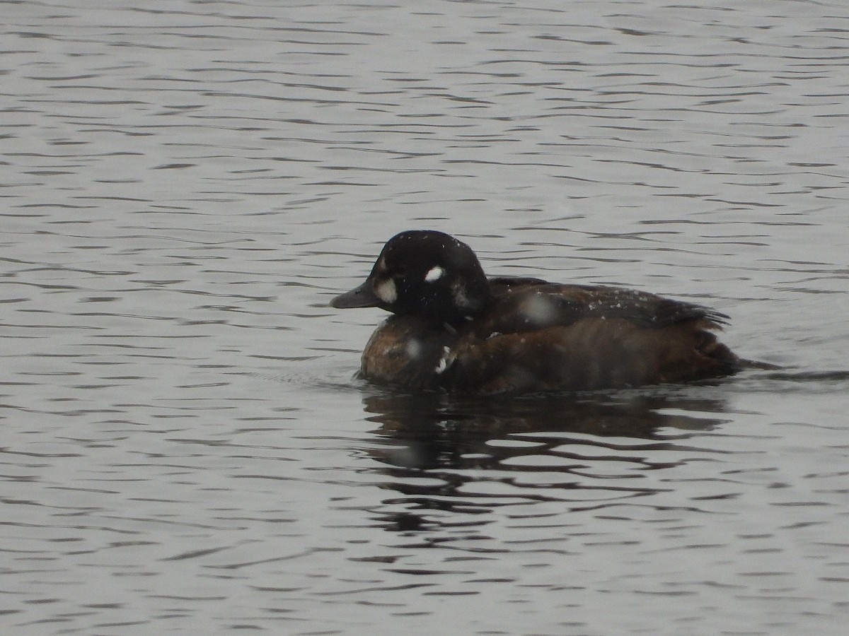 Harlequin Duck - ML646121954