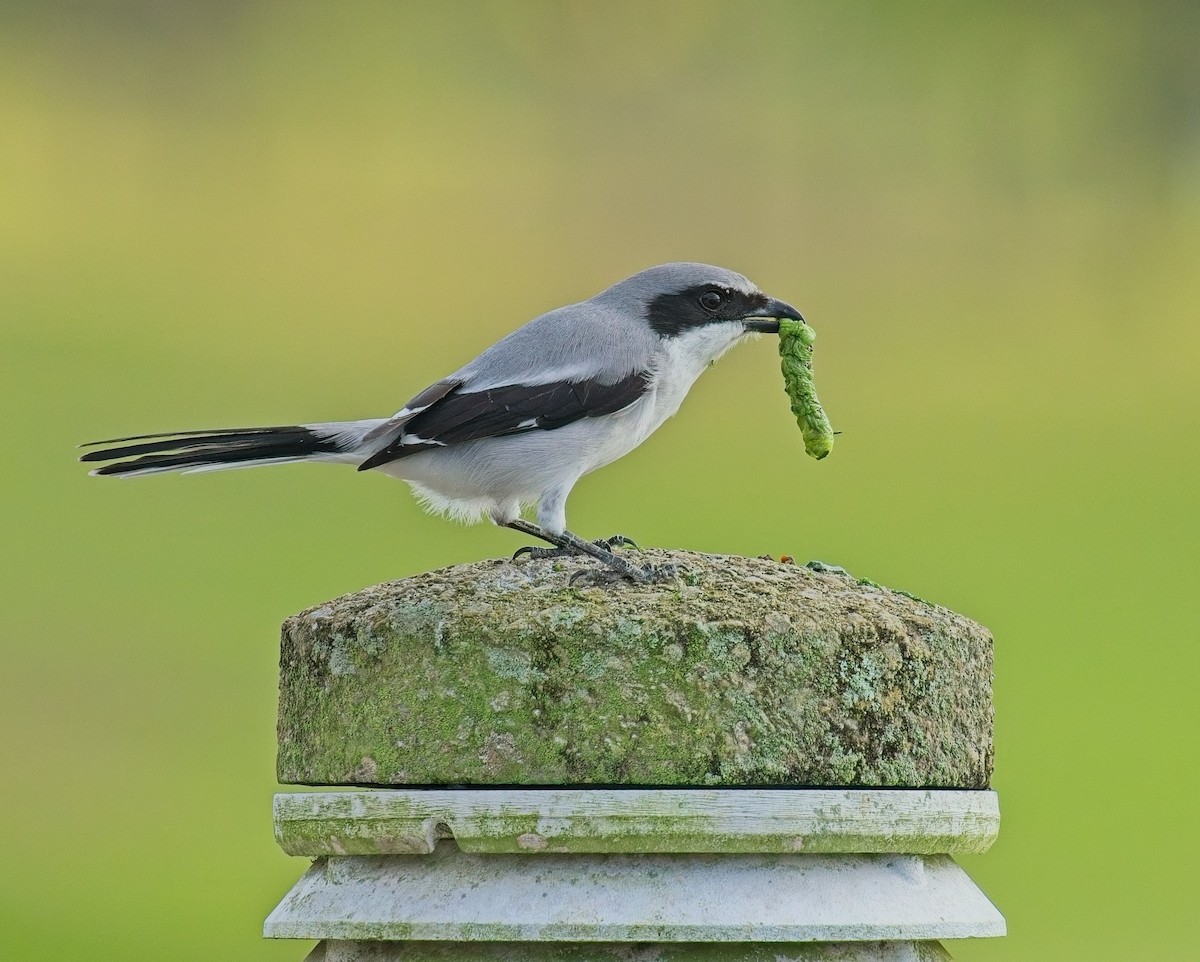 Loggerhead Shrike - ML646121955