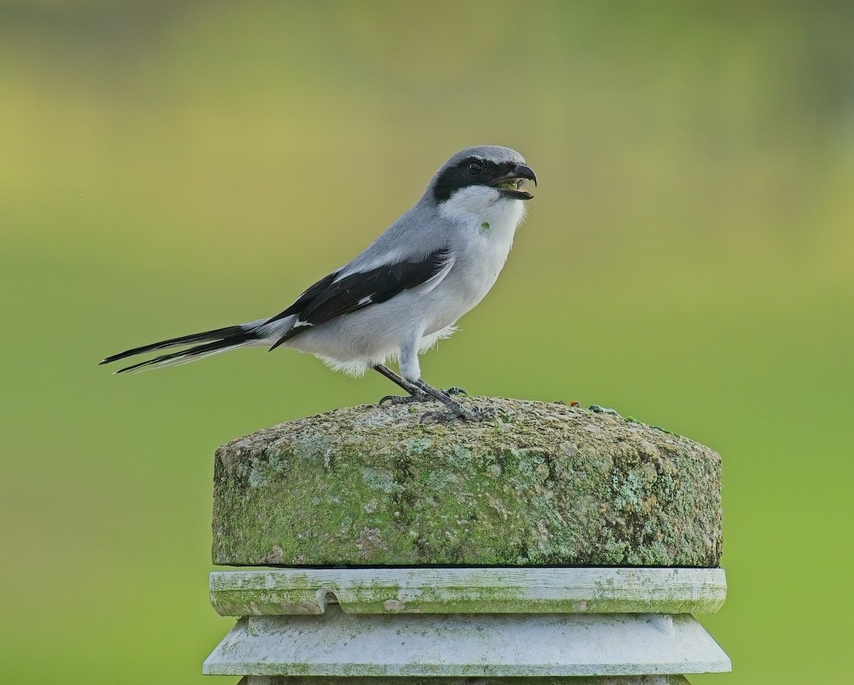 Loggerhead Shrike - ML646121957