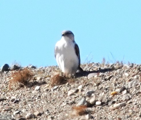Ferruginous Hawk - ML646121959