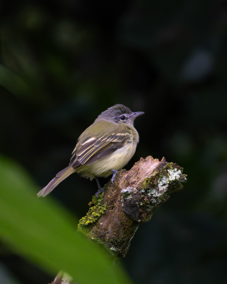 Yellow-olive Flatbill - ML646121961