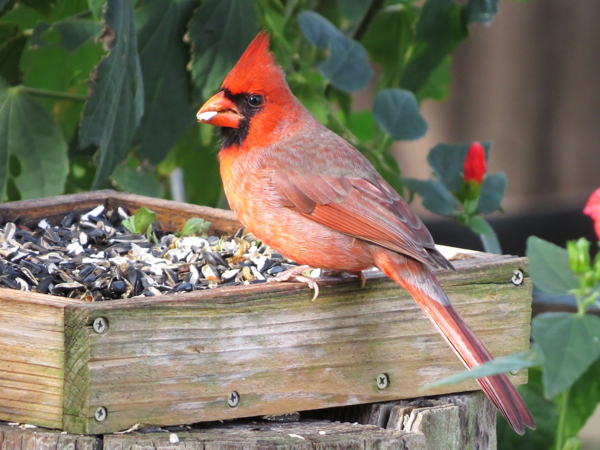Northern Cardinal - ML646121965