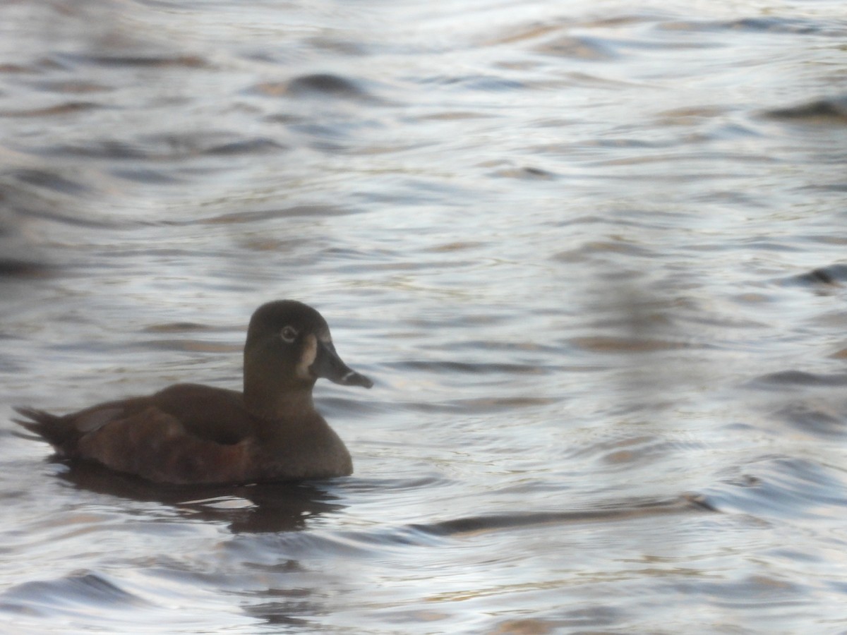環頸潛鴨 - ML646121966