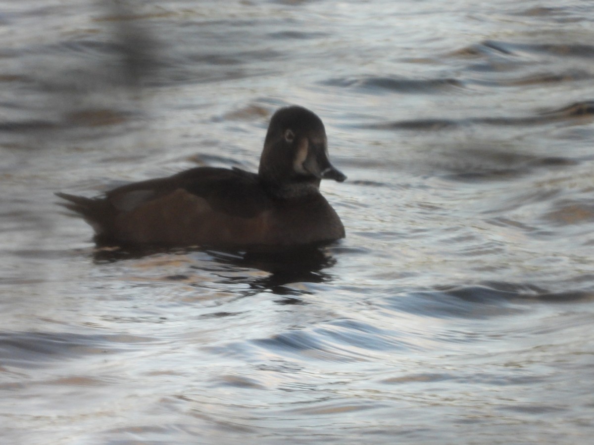 環頸潛鴨 - ML646121967