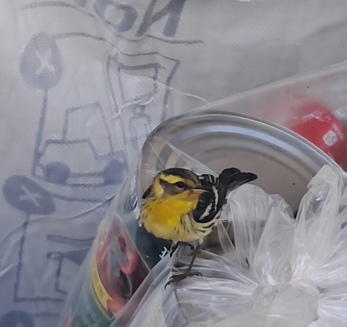 Reinita Gorjinaranja - ML646121968