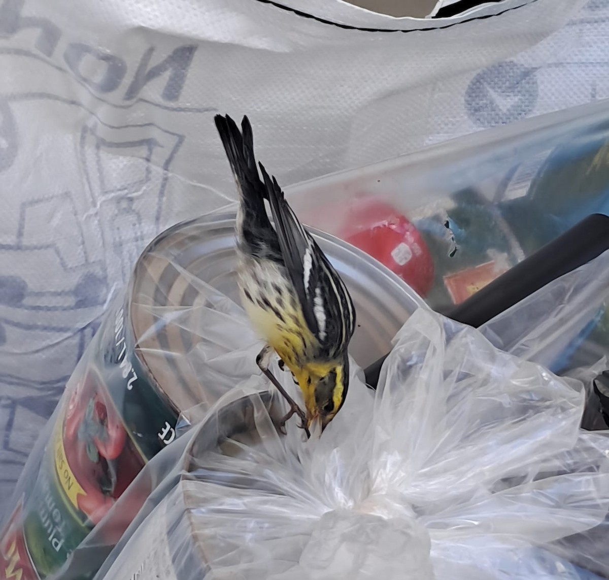 Reinita Gorjinaranja - ML646121969