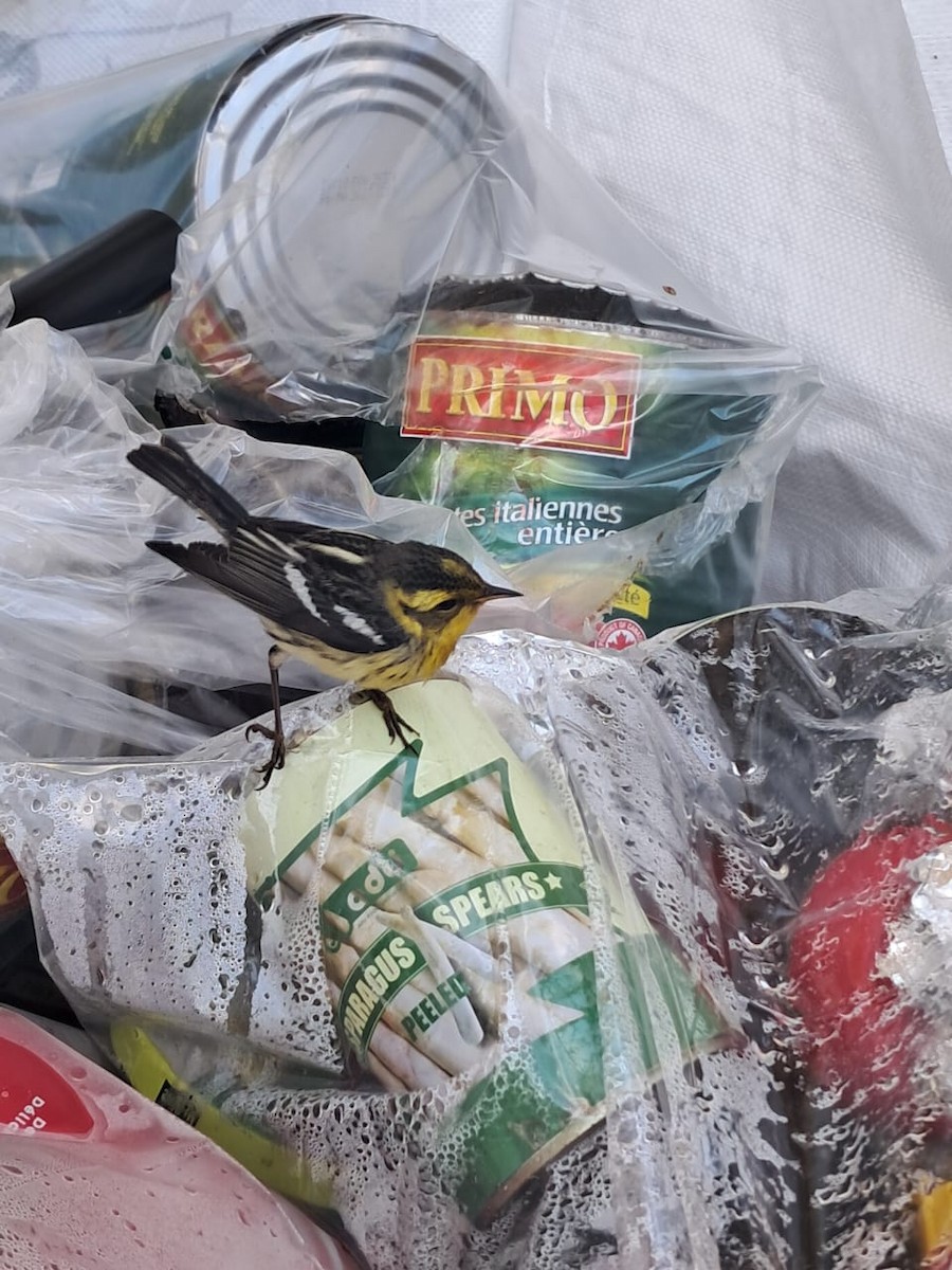 Reinita Gorjinaranja - ML646121970