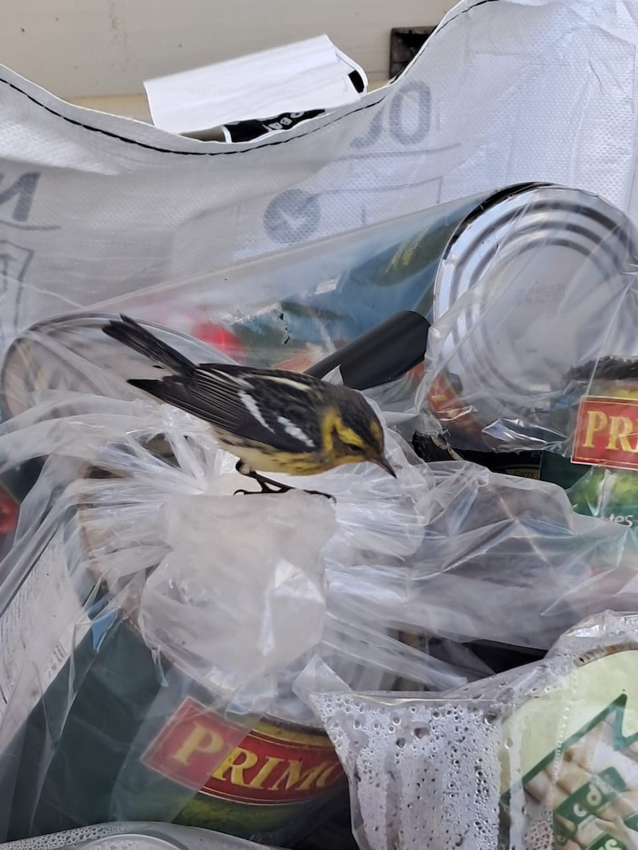 Reinita Gorjinaranja - ML646121971