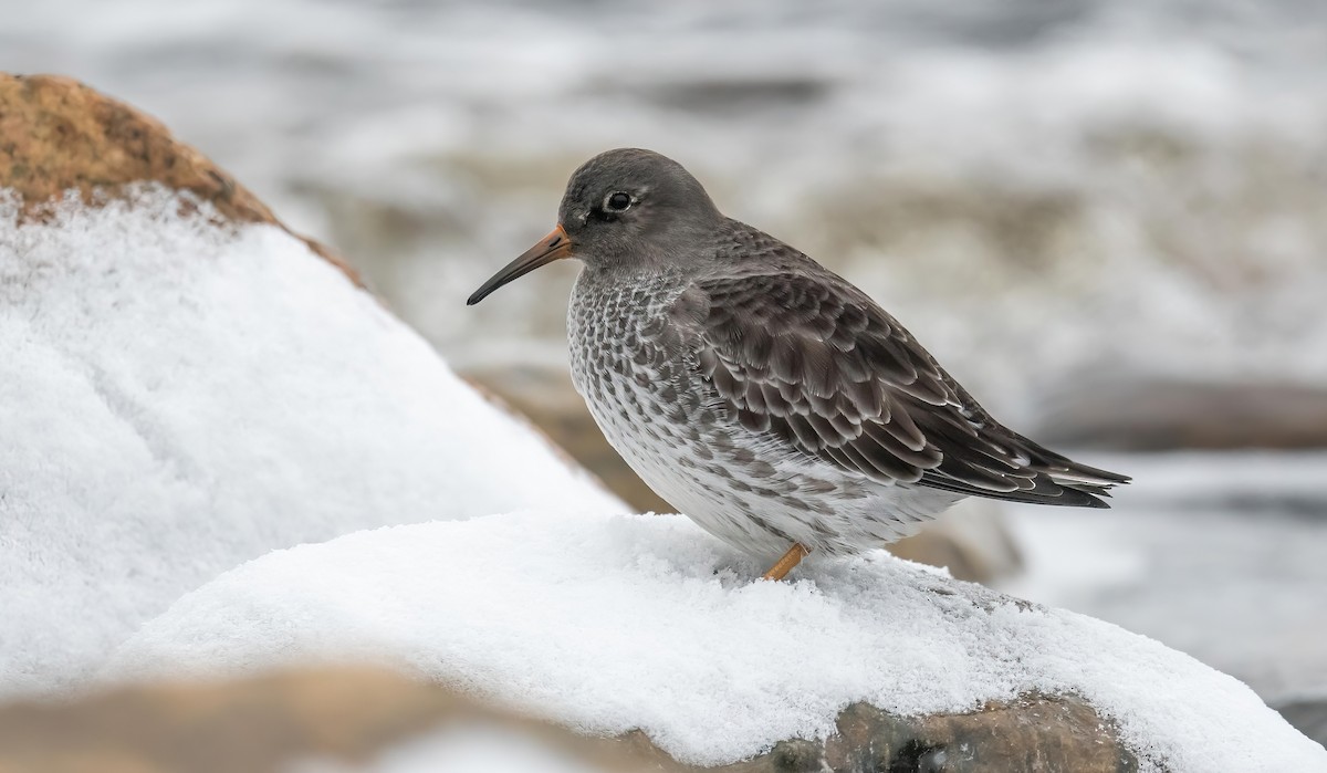 Purple Sandpiper - ML646121972