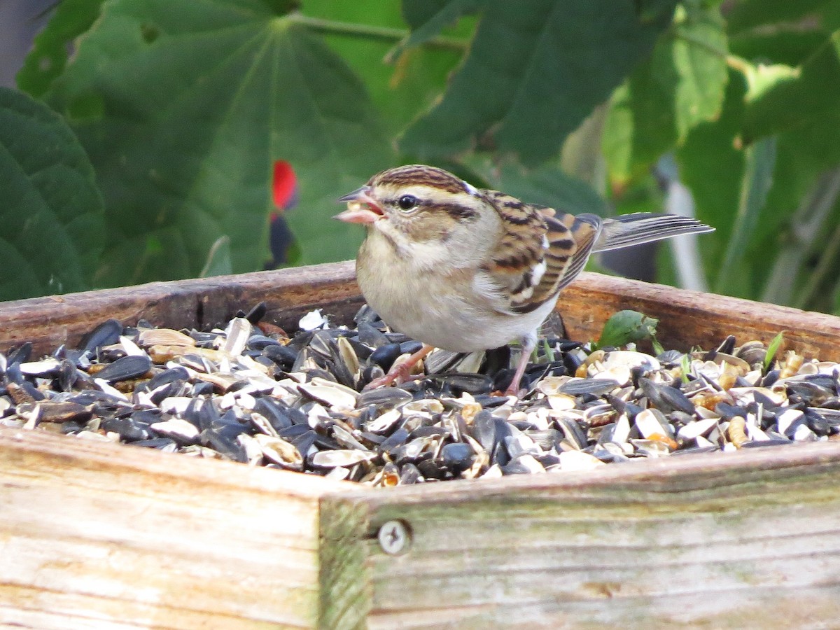 Chipping Sparrow - ML646121973