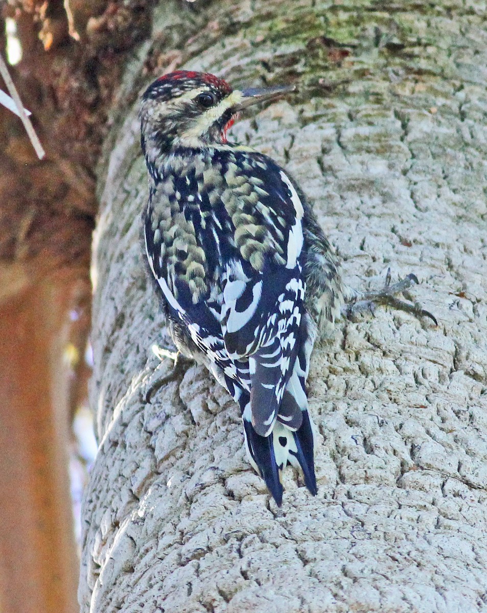 Yellow-bellied Sapsucker - ML646121976