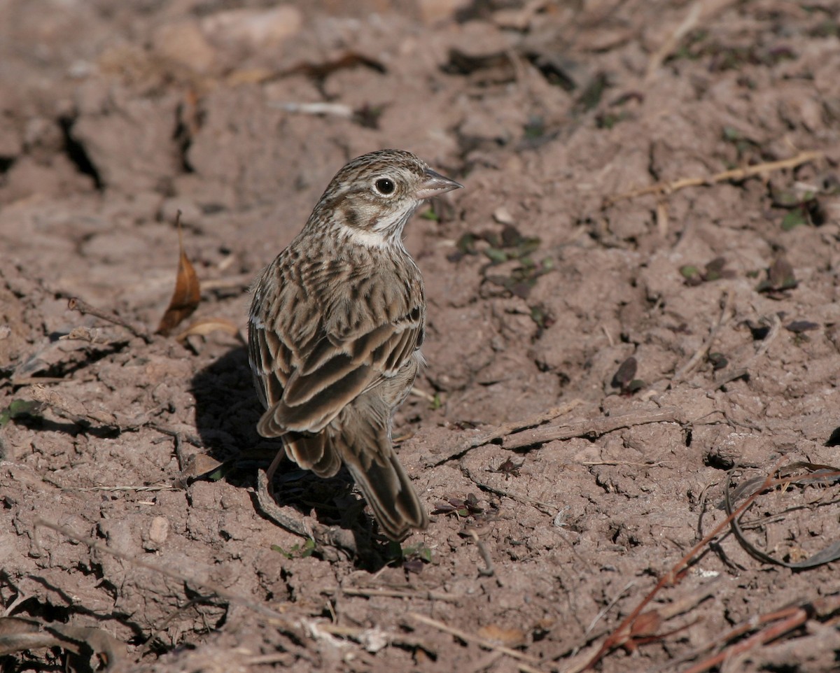 Vesper Sparrow - ML646121979