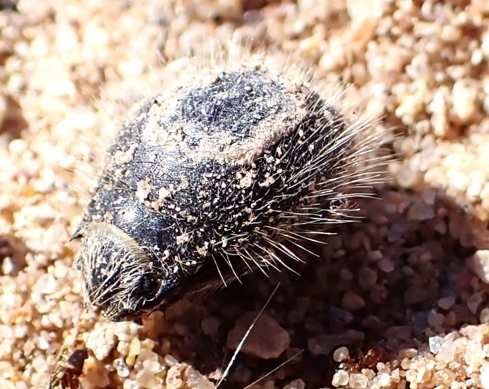 動物界 - ML646121980