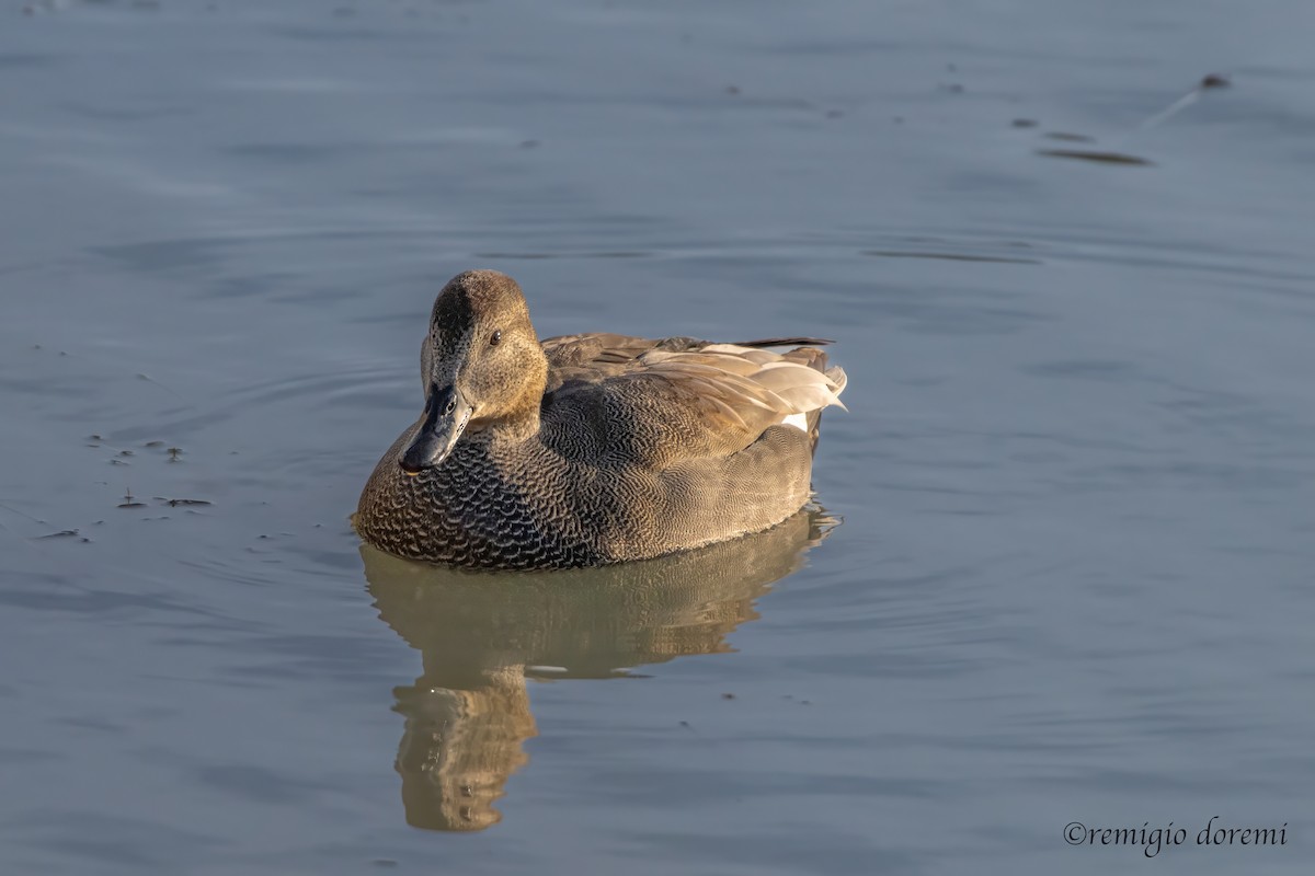 Gadwall - ML646121983