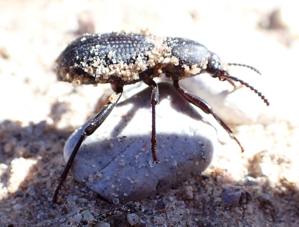 動物界 - ML646121984