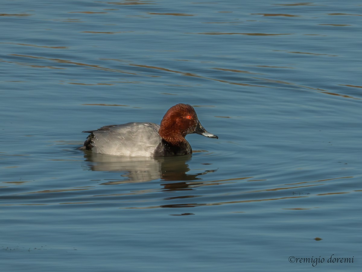 Common Pochard - ML646121991