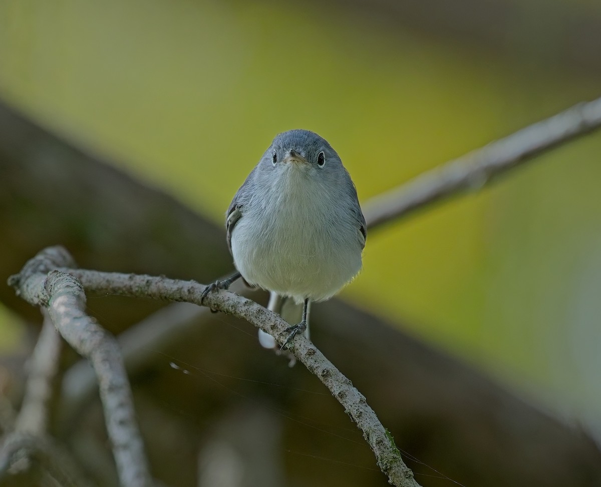 Blue-gray Gnatcatcher - ML646121995