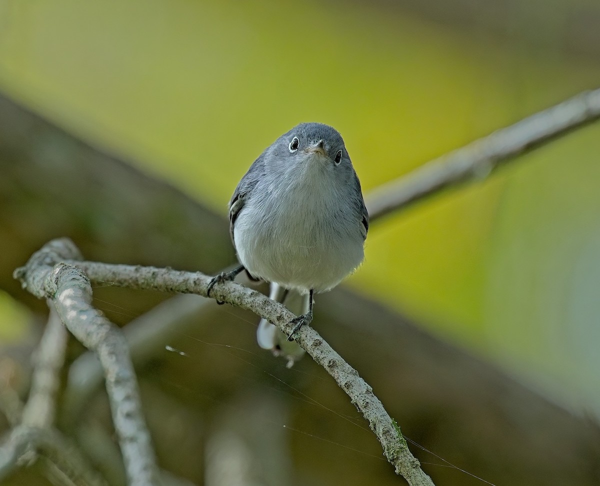 Blue-gray Gnatcatcher - ML646121996