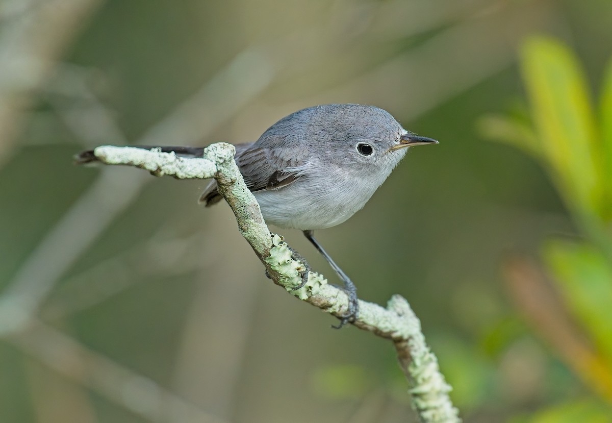 Blue-gray Gnatcatcher - ML646121997