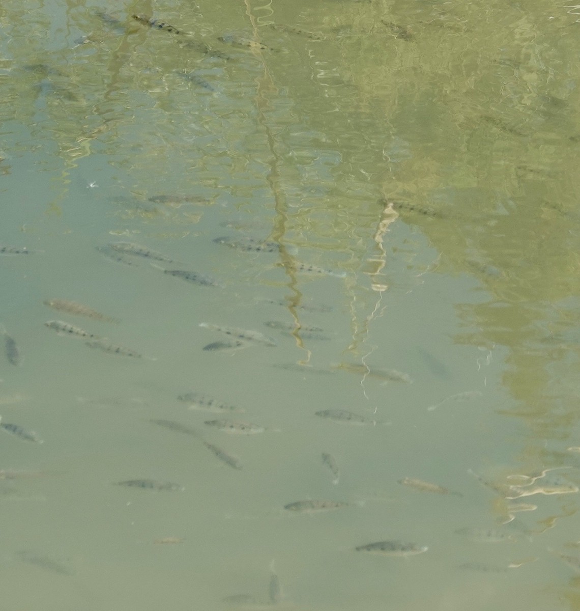 動物界 - ML646121998