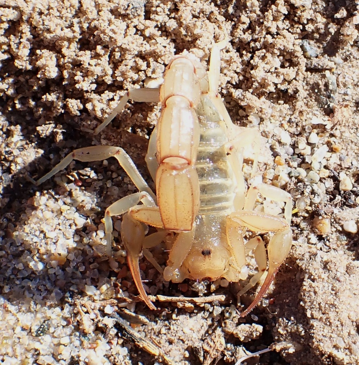 動物界 - ML646121999