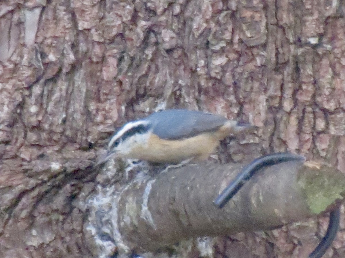 Повзик канадський - ML646122001