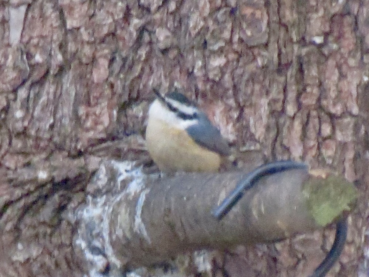 Повзик канадський - ML646122002