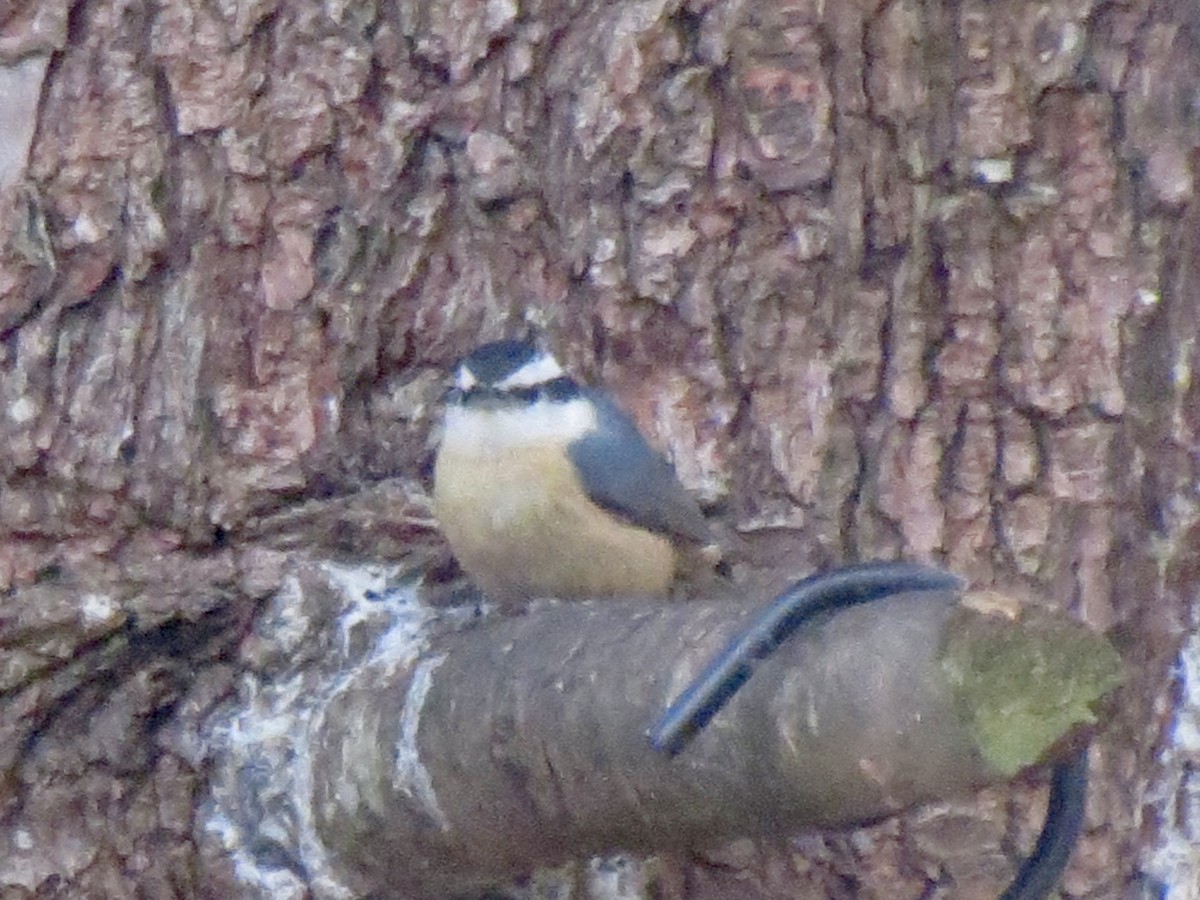 Повзик канадський - ML646122003