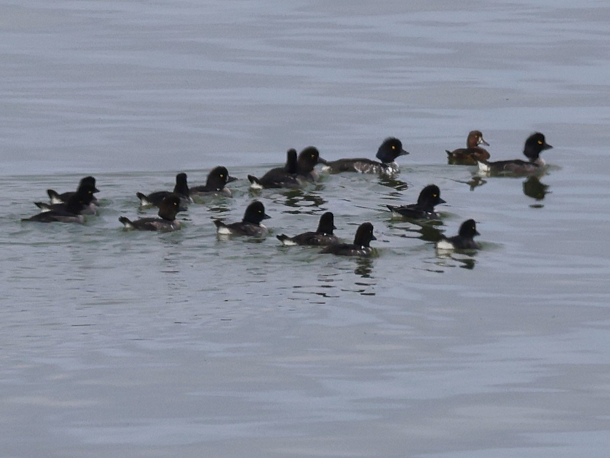 עבראש איסלנדי - ML646122004
