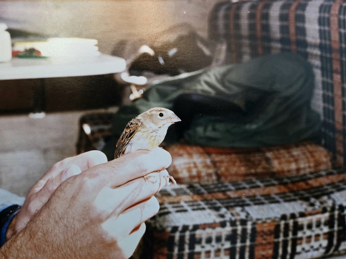 Dickcissel - ML646122006