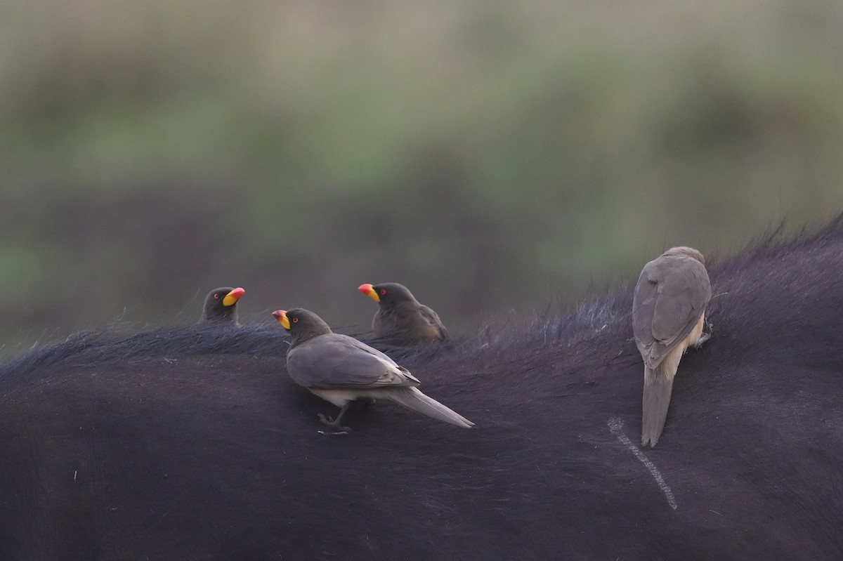Yellow-billed Oxpecker - ML646122007