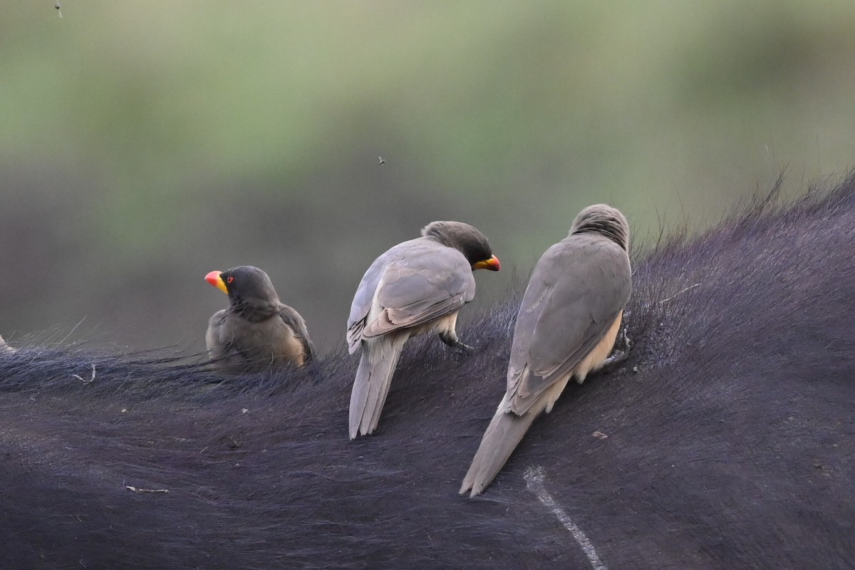 Yellow-billed Oxpecker - ML646122008
