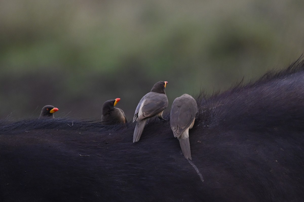 Yellow-billed Oxpecker - ML646122009