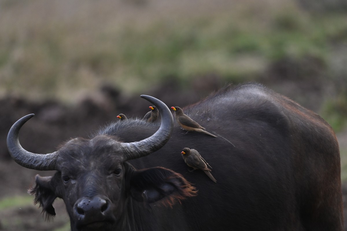 Yellow-billed Oxpecker - ML646122011