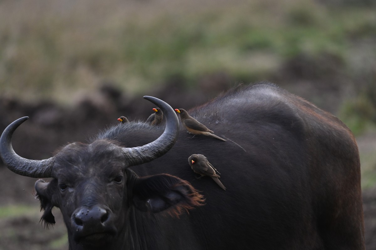 Yellow-billed Oxpecker - ML646122012