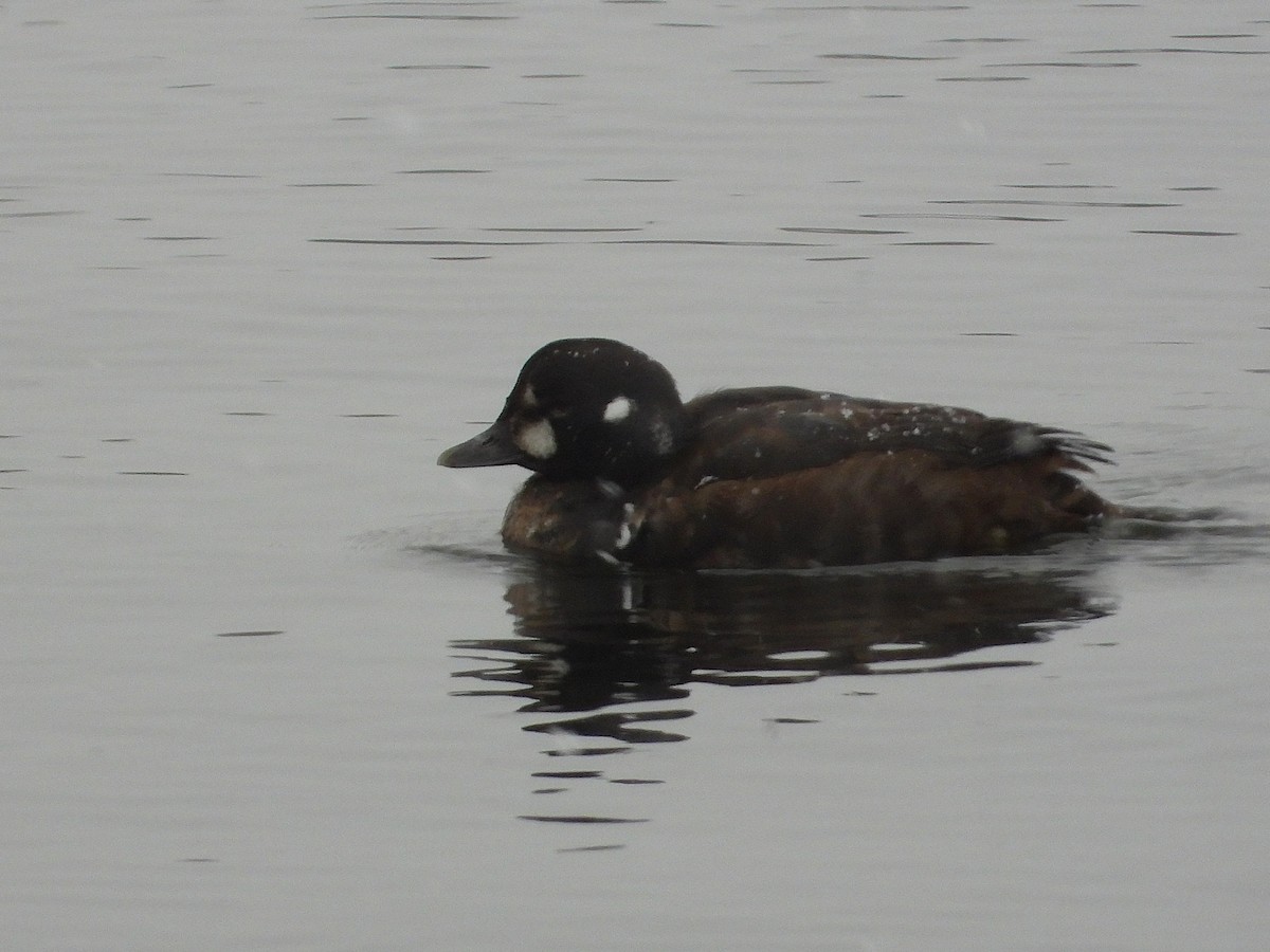 Harlequin Duck - ML646122014