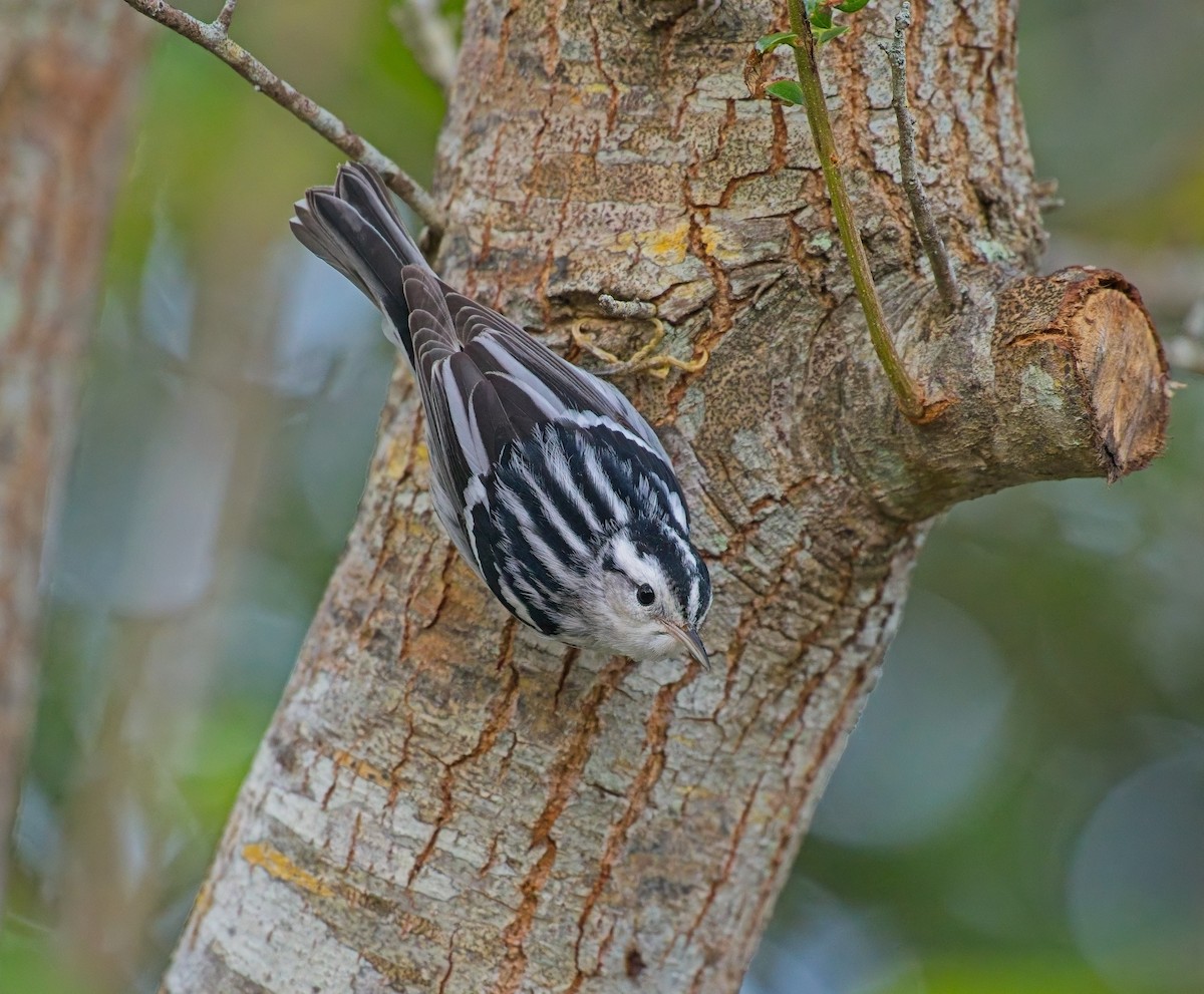 Black-and-white Warbler - ML646122016