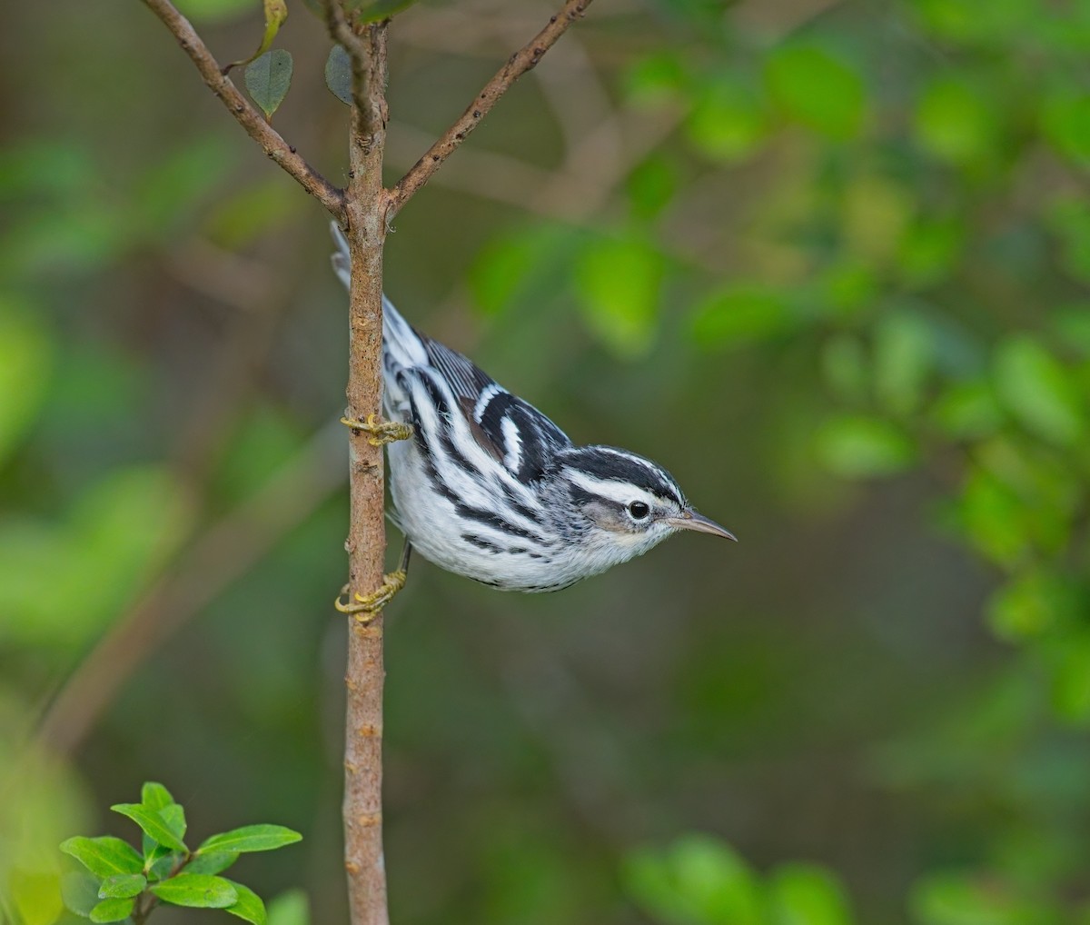 Black-and-white Warbler - ML646122017