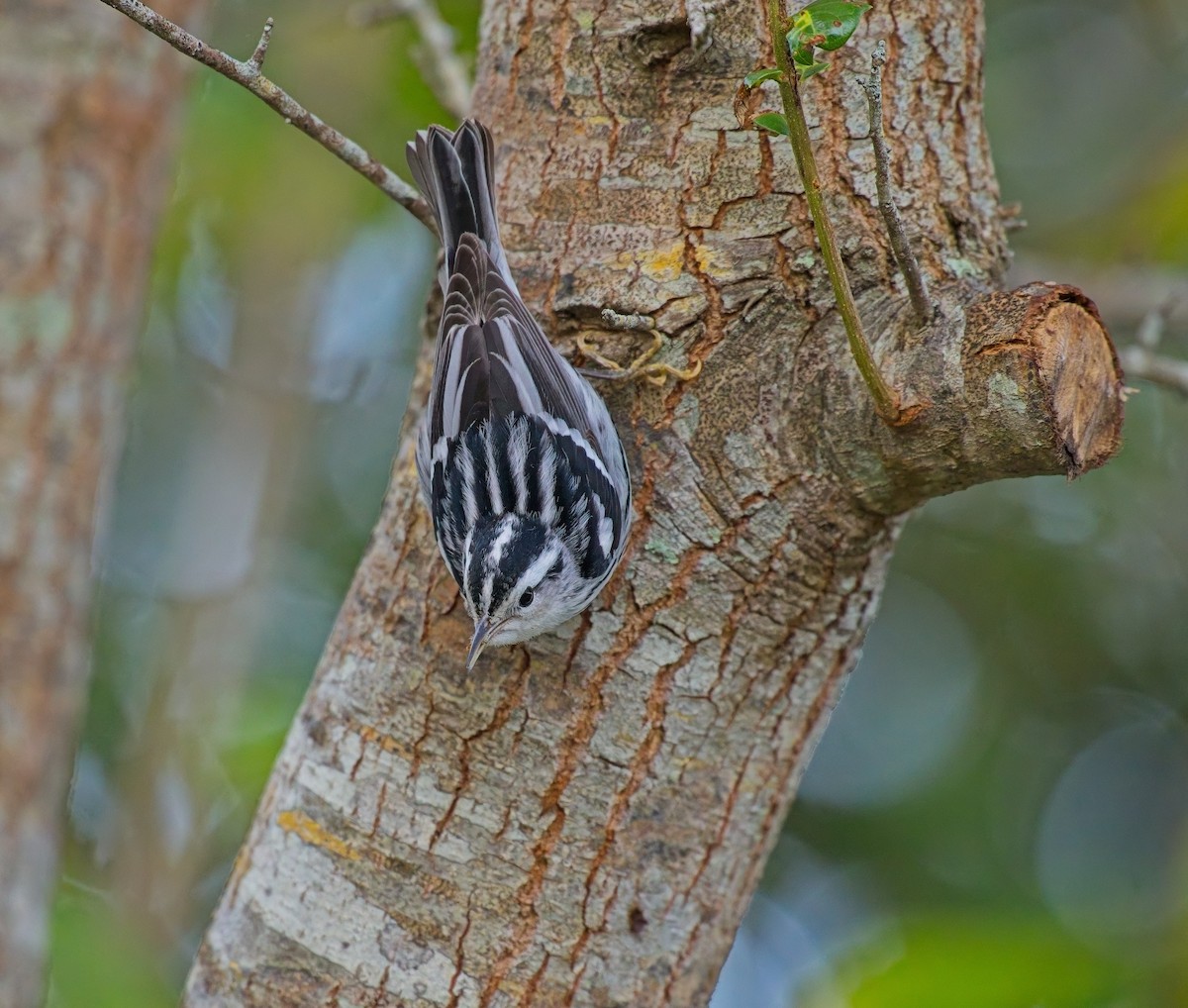 Black-and-white Warbler - ML646122018