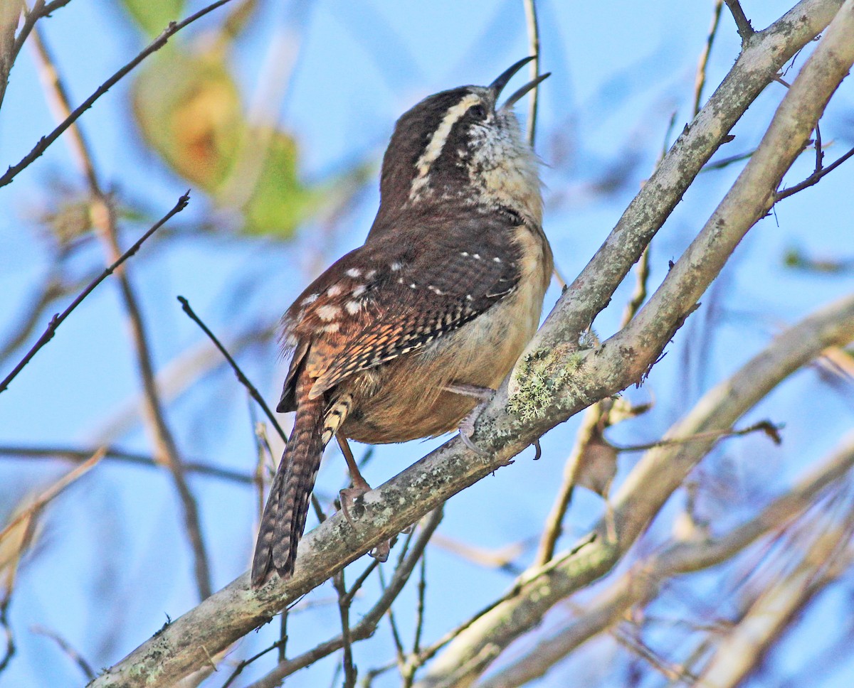 Carolina Wren - ML646122019