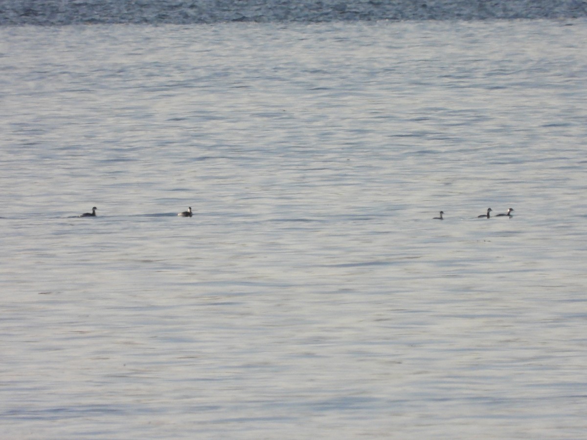 Eared Grebe - ML646122021