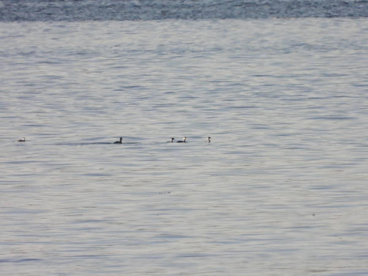 黑頸鸊鷉 - ML646122022