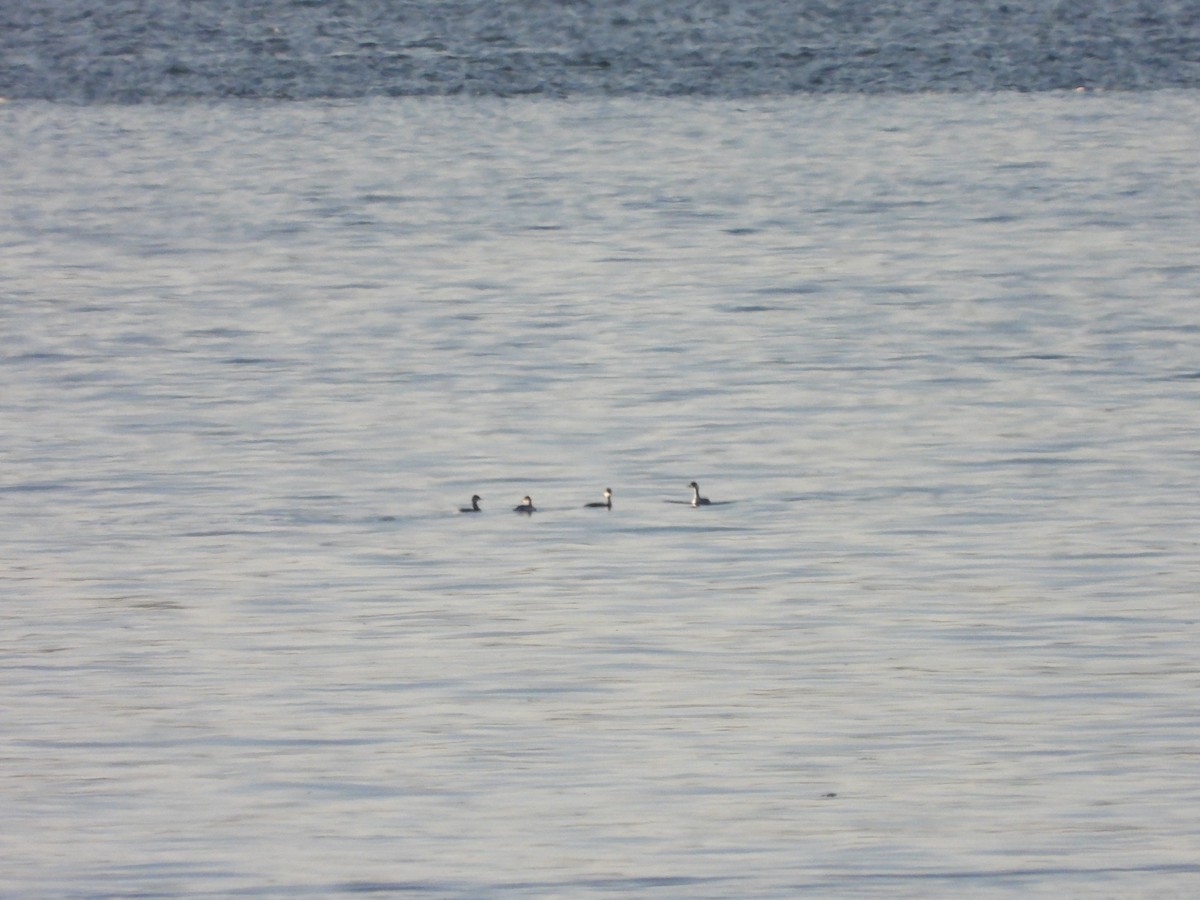 Eared Grebe - ML646122023