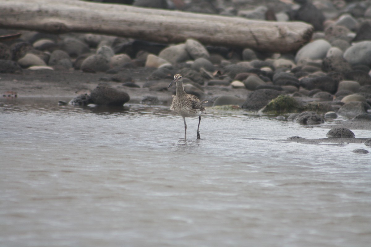 Eurasian Whimbrel - ML646122027