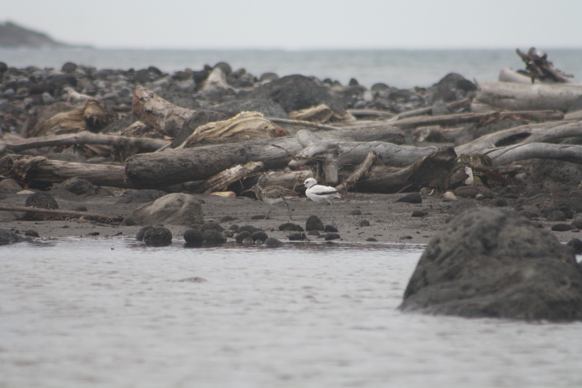 Eurasian Whimbrel - ML646122029