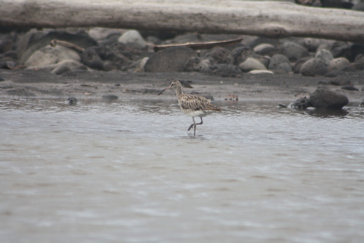 Eurasian Whimbrel - ML646122030
