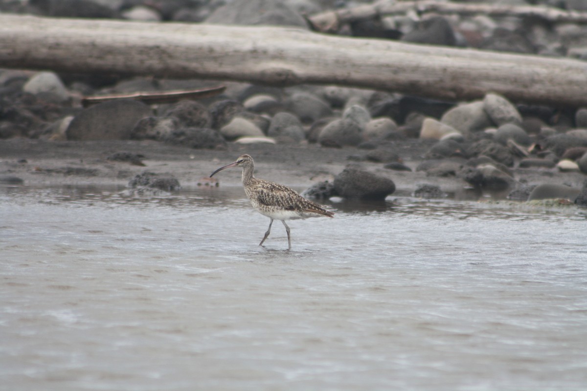 Eurasian Whimbrel - ML646122031
