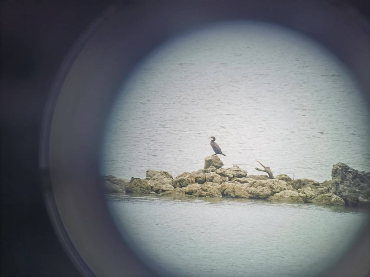 Японский баклан - ML646122034