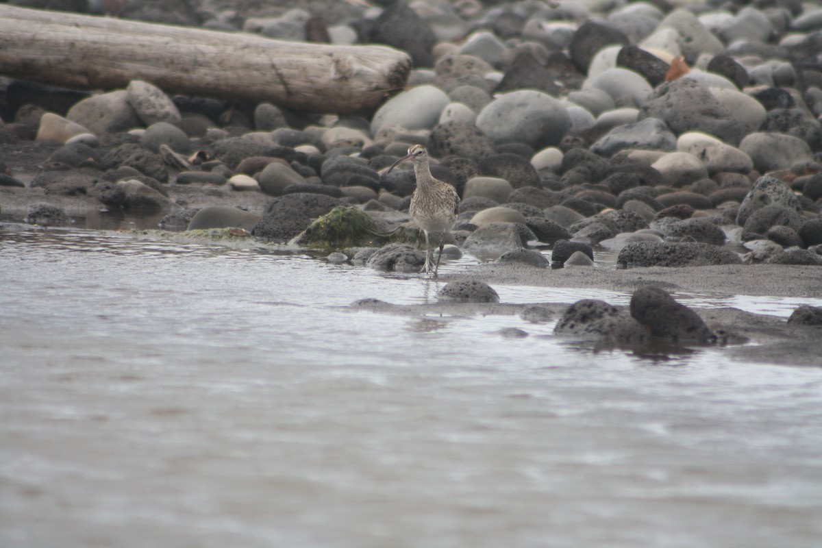 Eurasian Whimbrel - ML646122035
