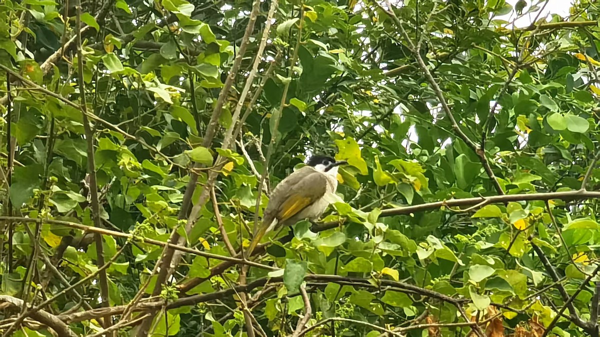 Styan's Bulbul - ML646122040